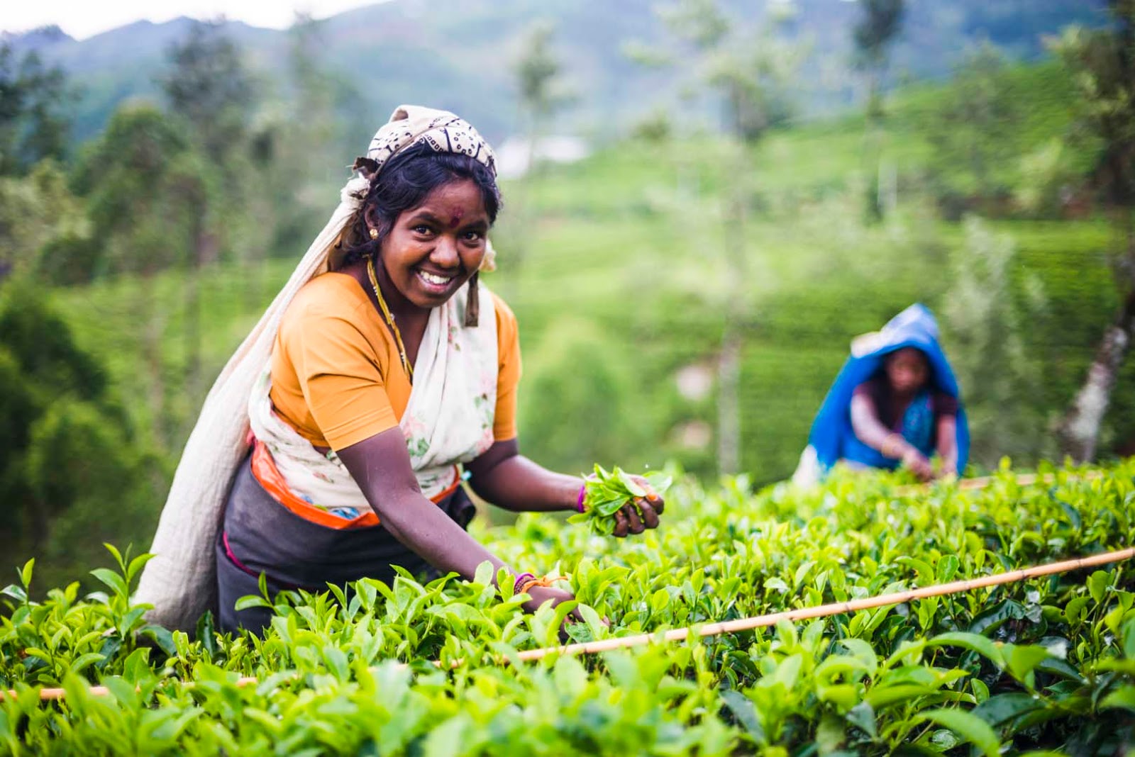 Tea Plucking