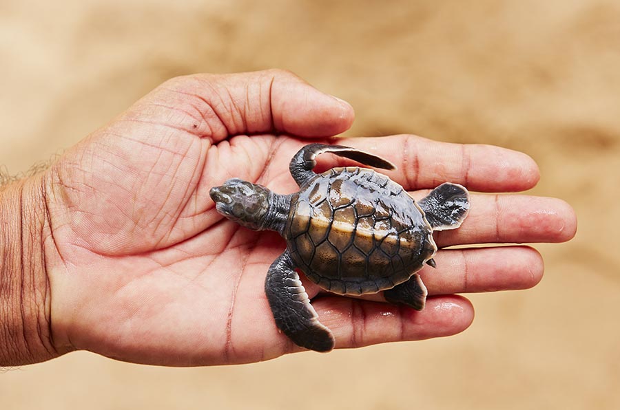 Turtle Release